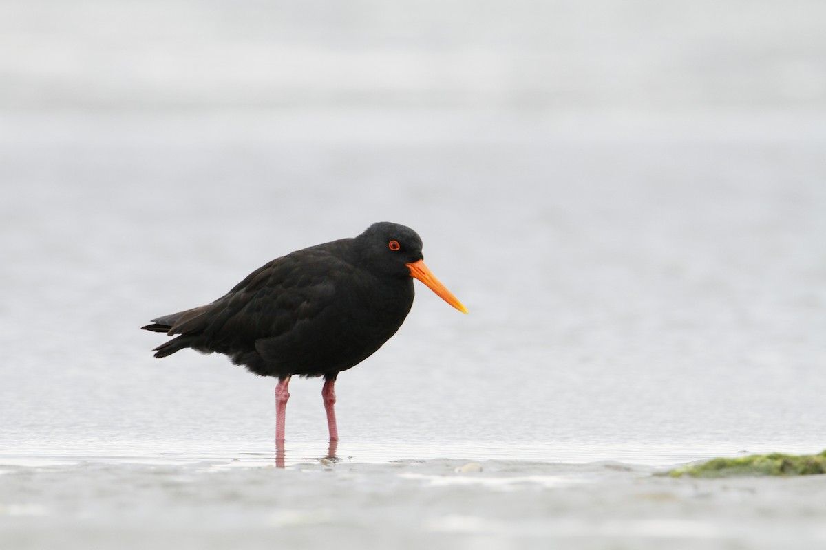 Variable Oystercatcher - ML647008576