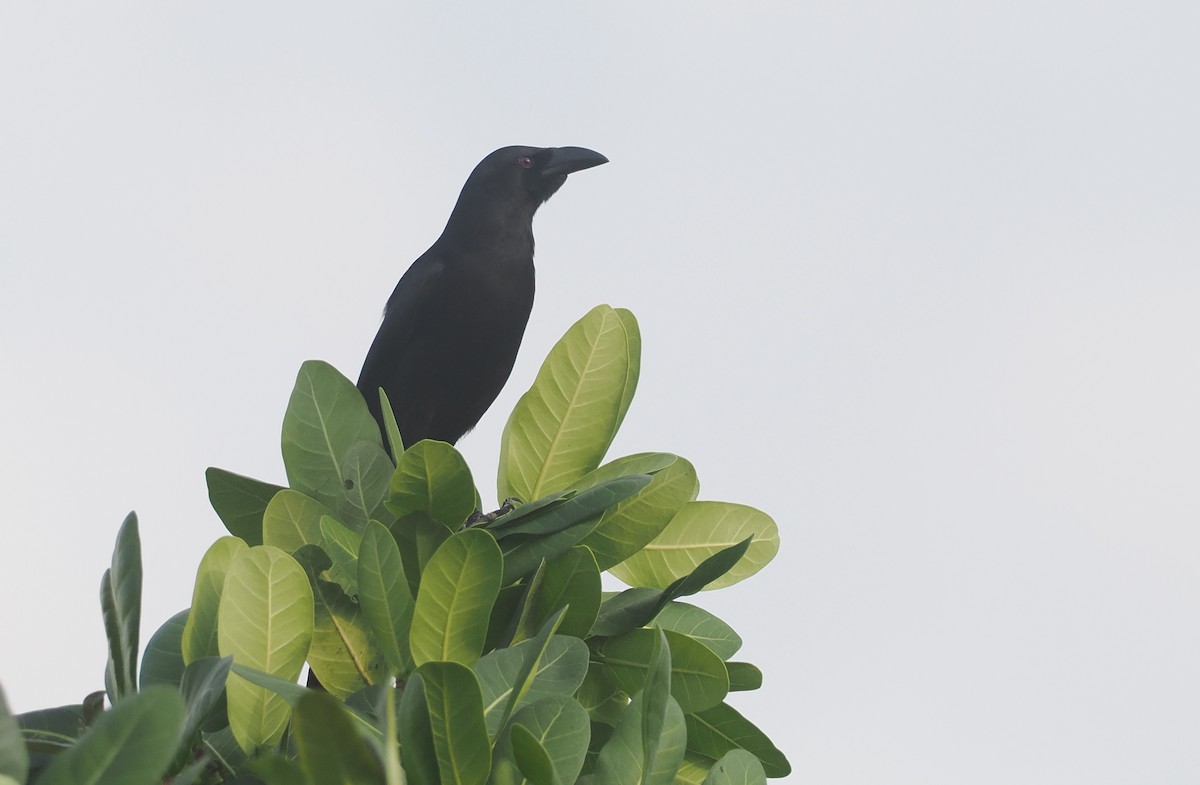 Piapiac - ML647008577