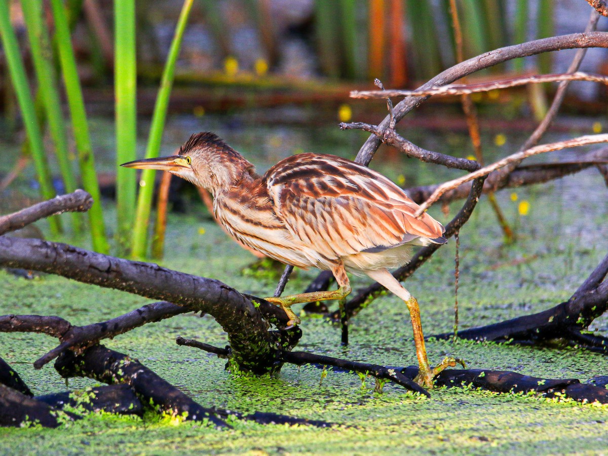 Yellow Bittern - ML647008579