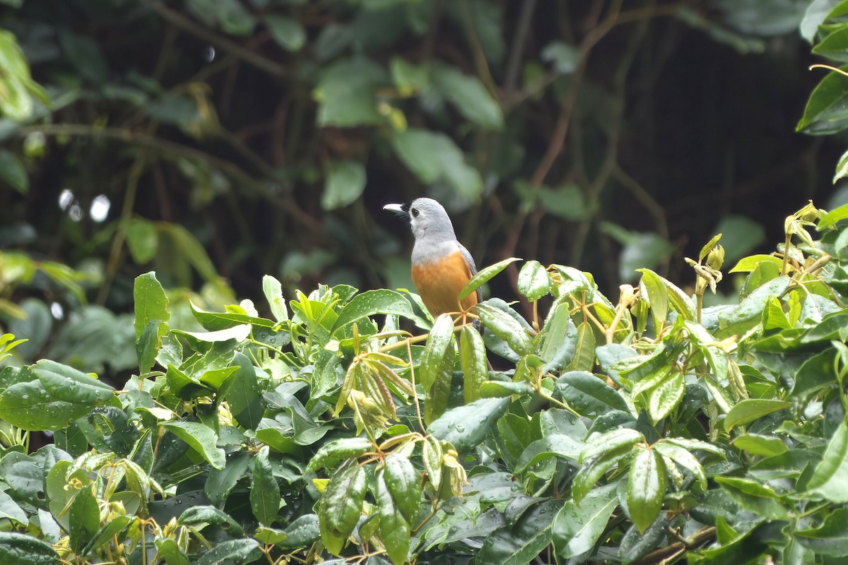 Black-faced Monarch - ML647008580
