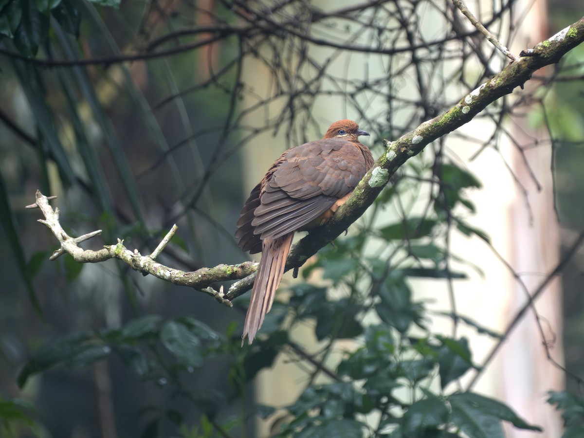 kanelgjøkdue - ML647008581