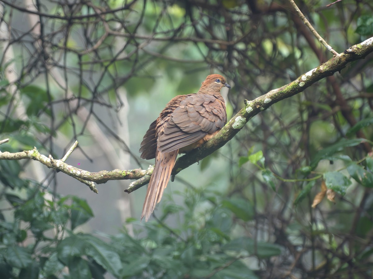 kanelgjøkdue - ML647008582