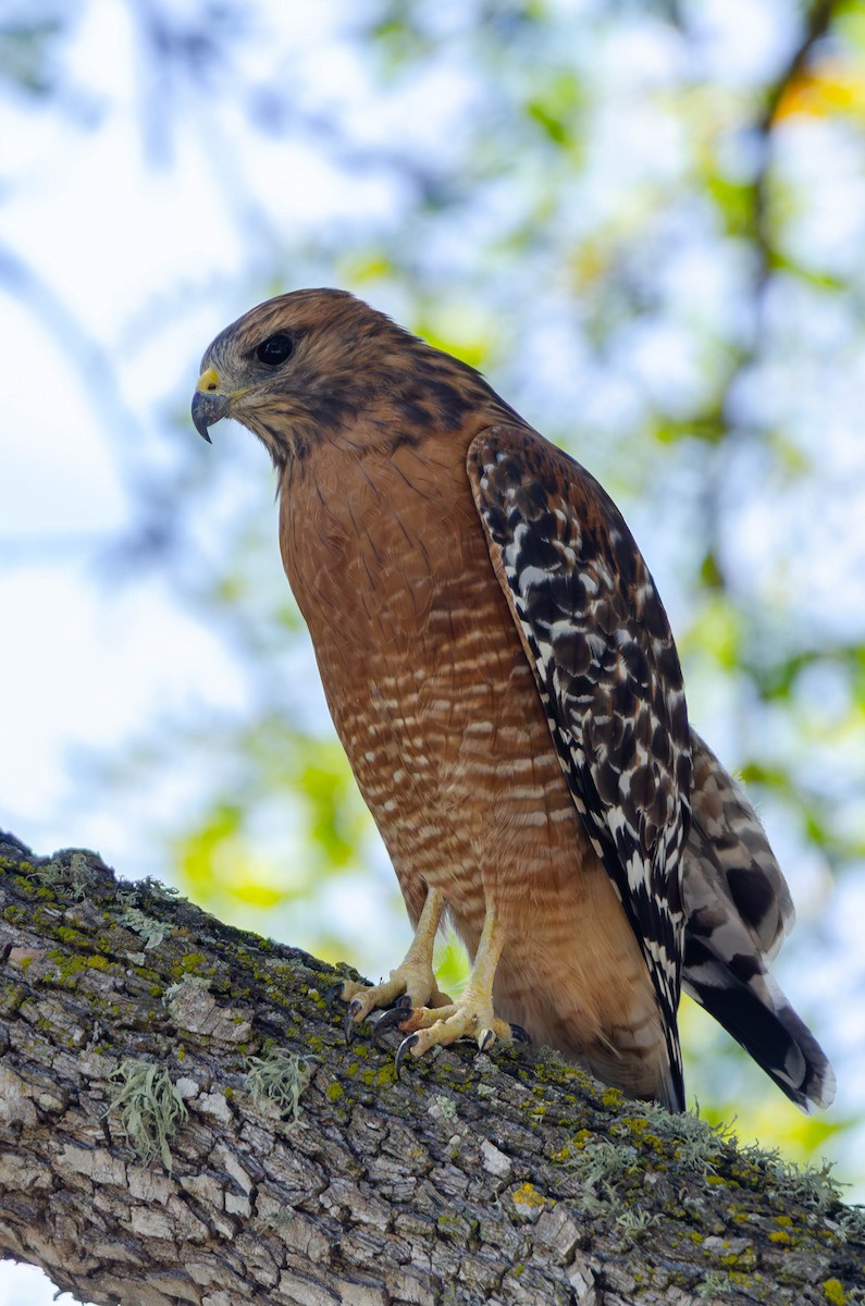 Red-shouldered Hawk - ML647008584