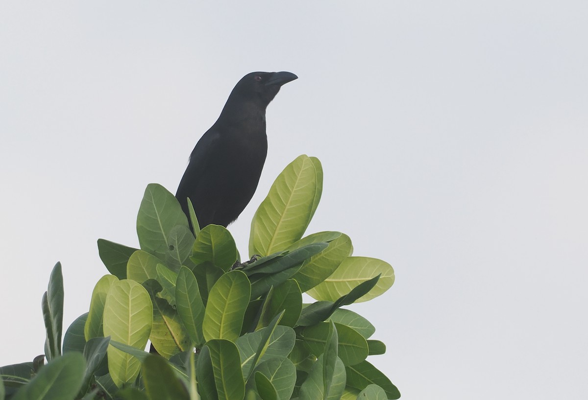 Piapiac - ML647008586