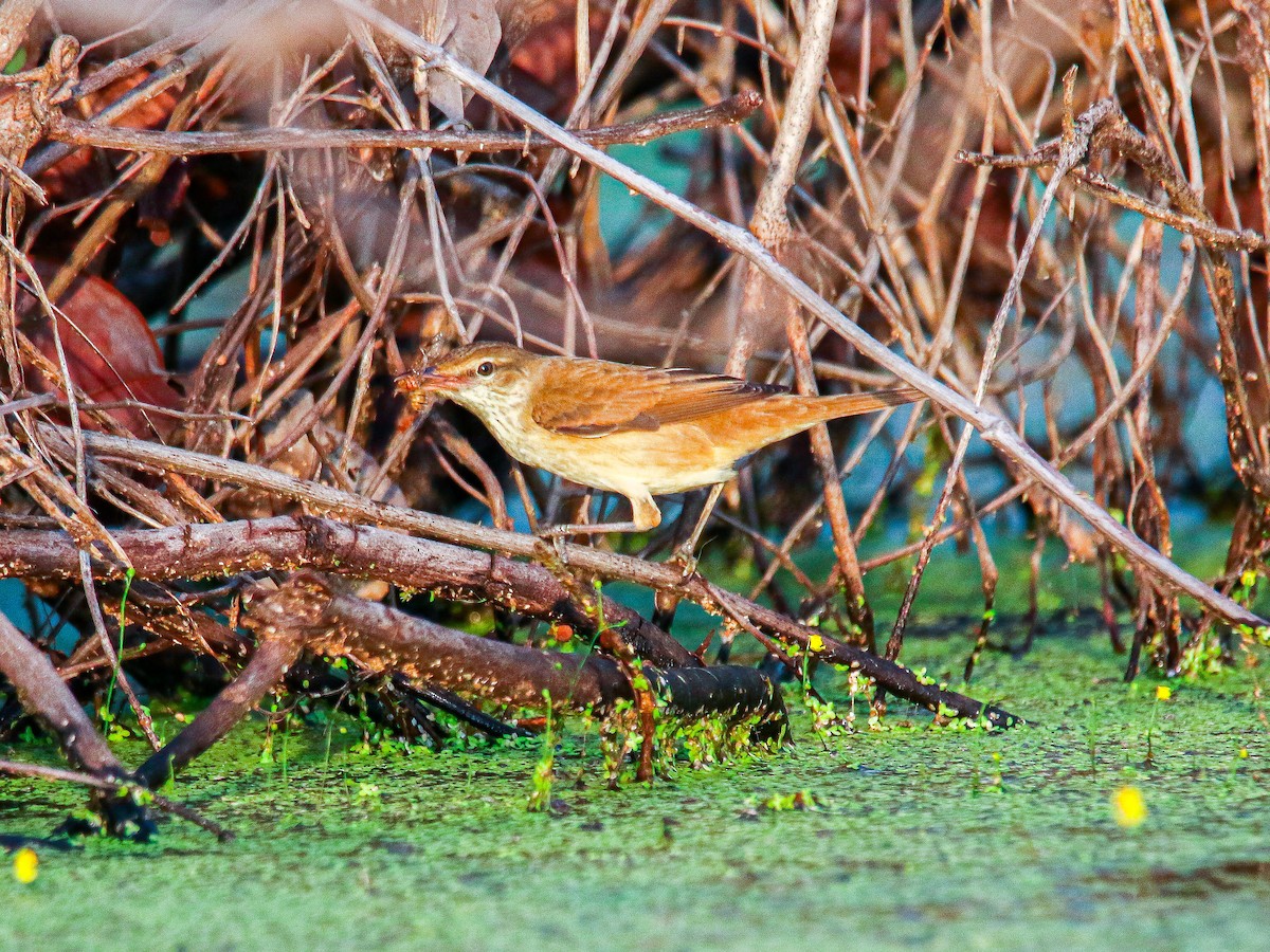קנית מזרחית - ML647008587