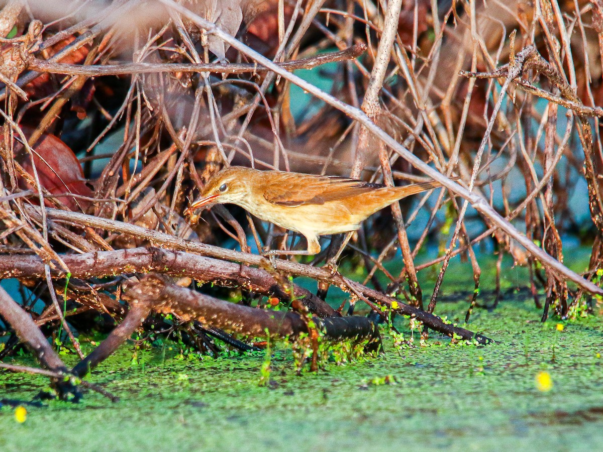 קנית מזרחית - ML647008588