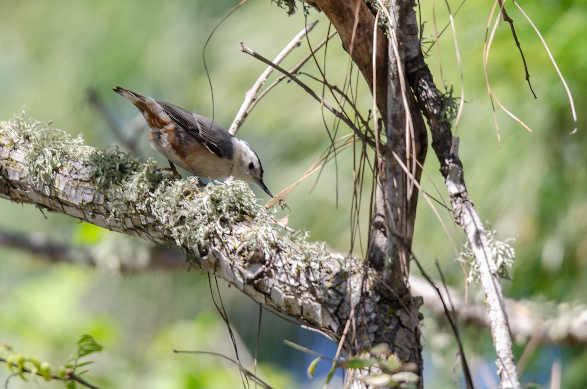 White-breasted Nuthatch - ML647008592