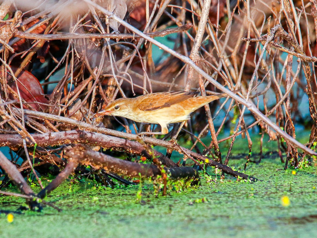 קנית מזרחית - ML647008593