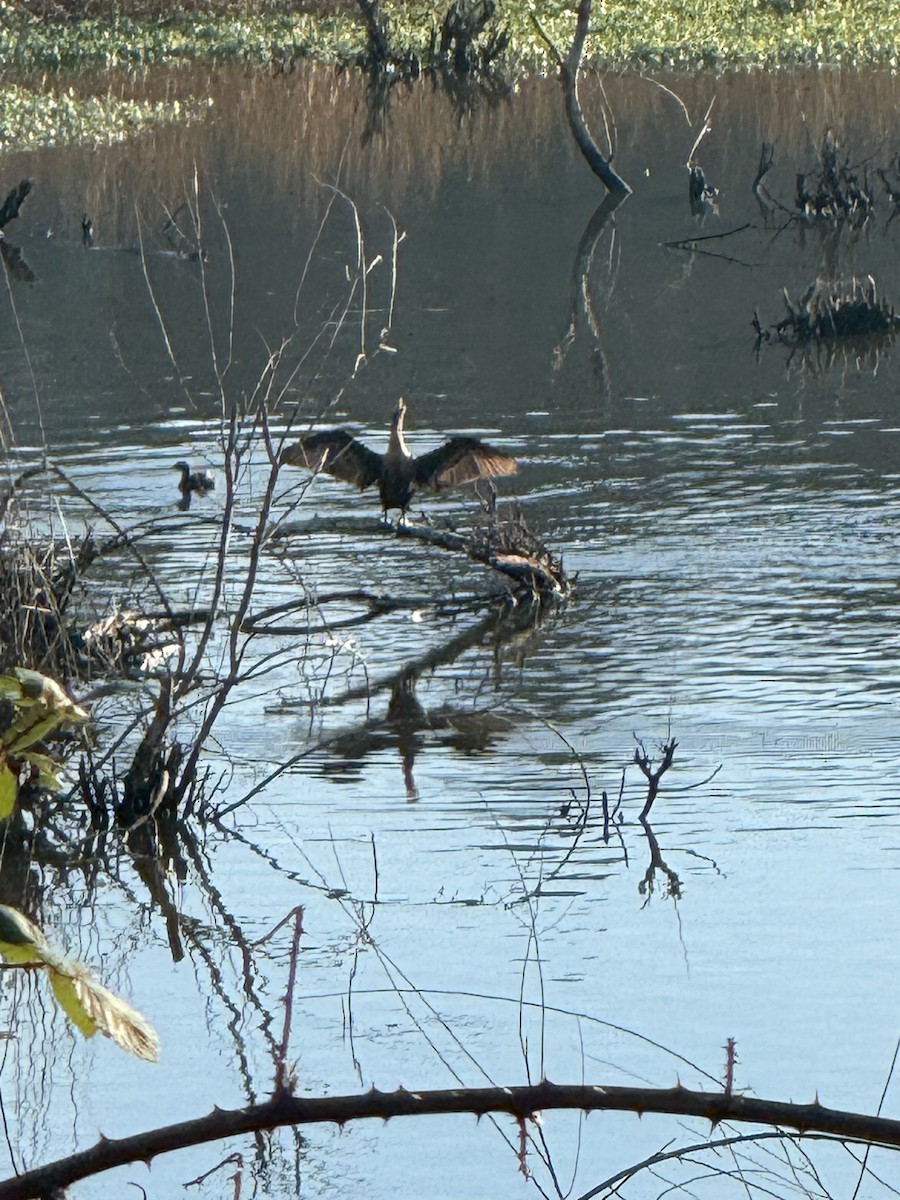 ミミヒメウ - ML647008595