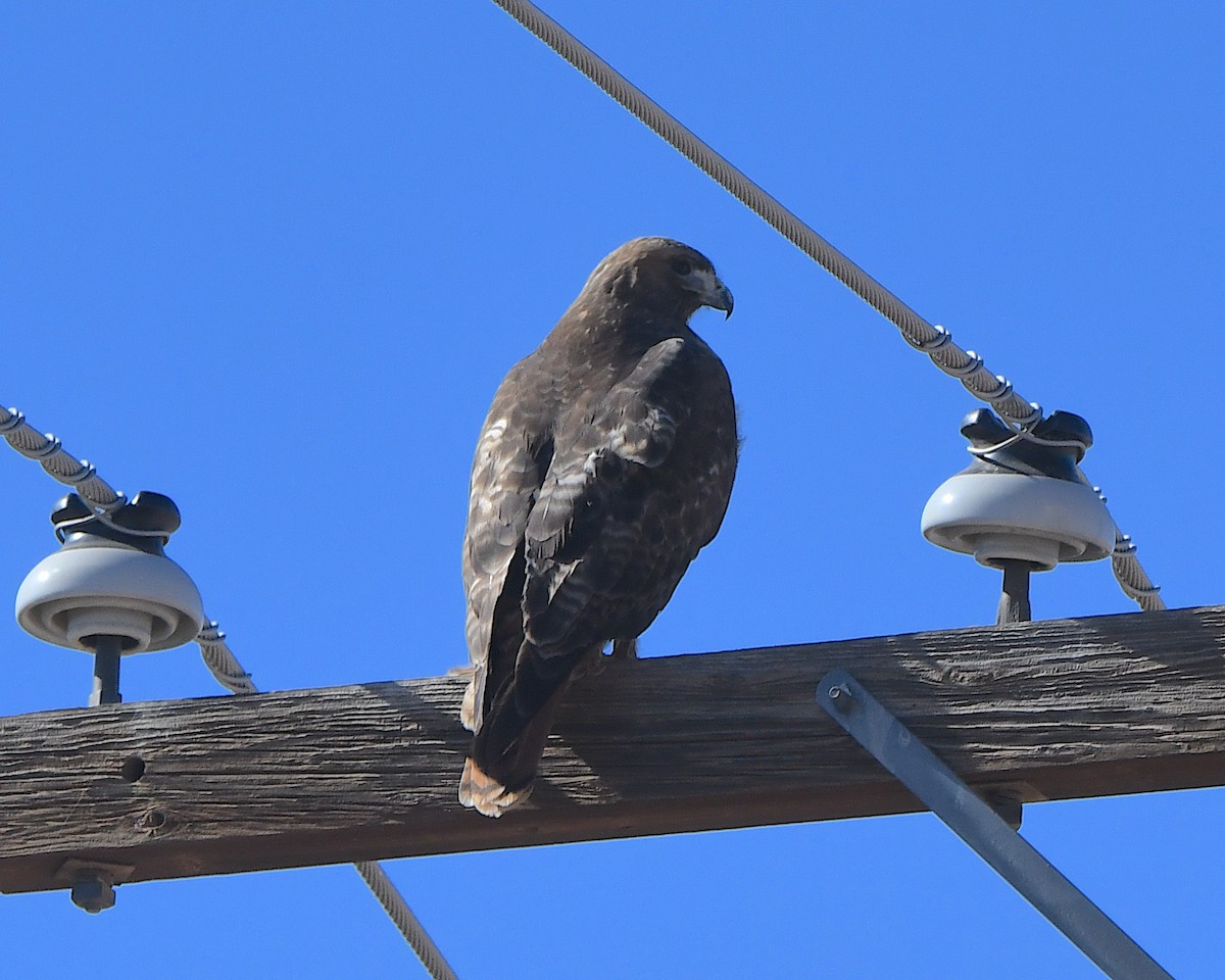 rødstjertvåk - ML647008598