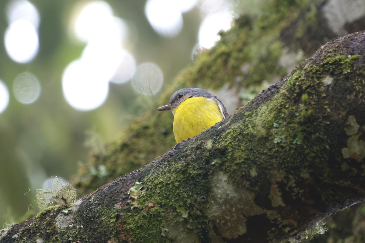 Королець жовтий - ML647008601