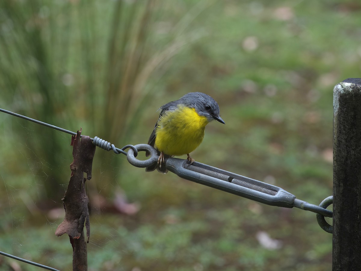 Королець жовтий - ML647008602