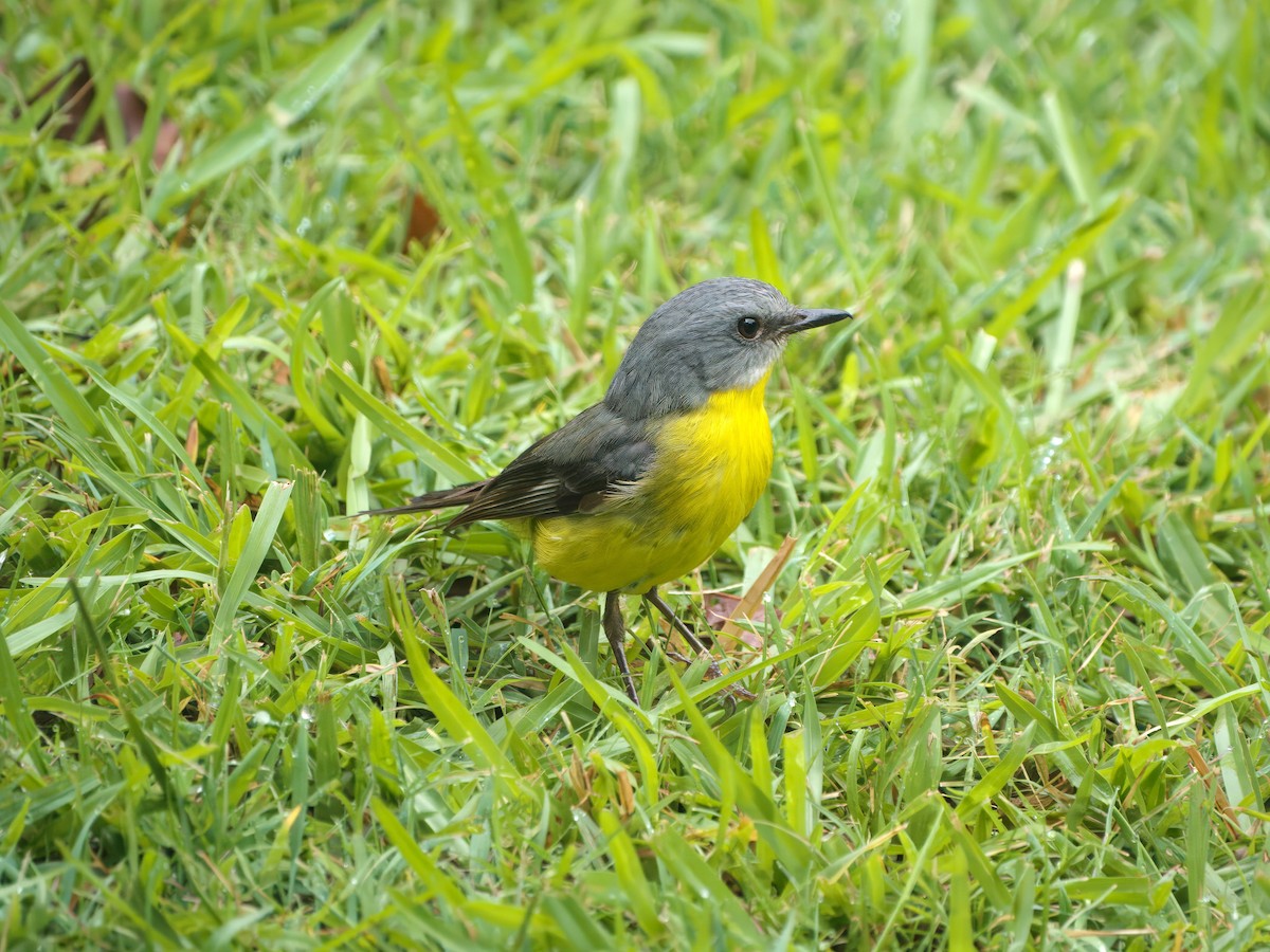 Королець жовтий - ML647008603