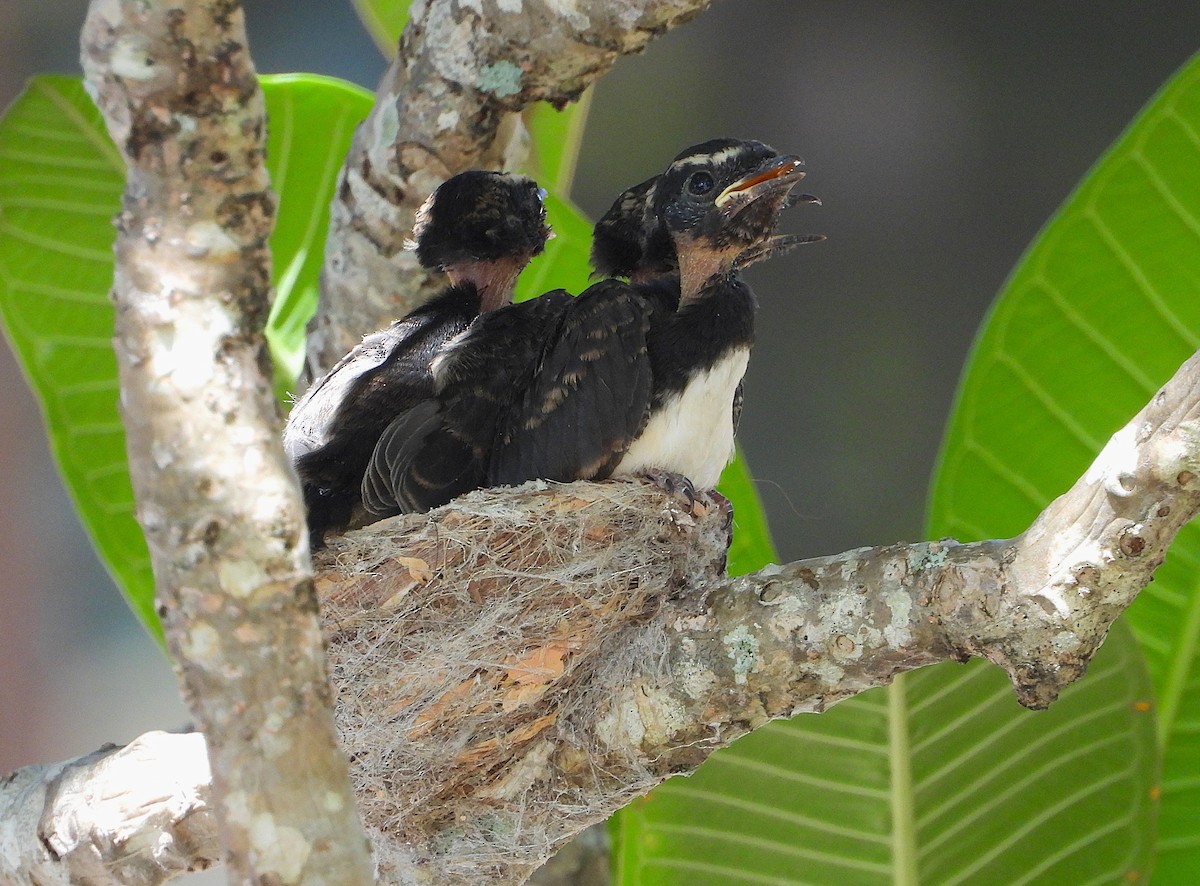 Abanico Lavandera - ML647008607