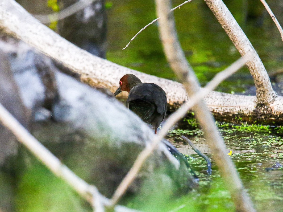 ברודית חומת-חזה - ML647008609