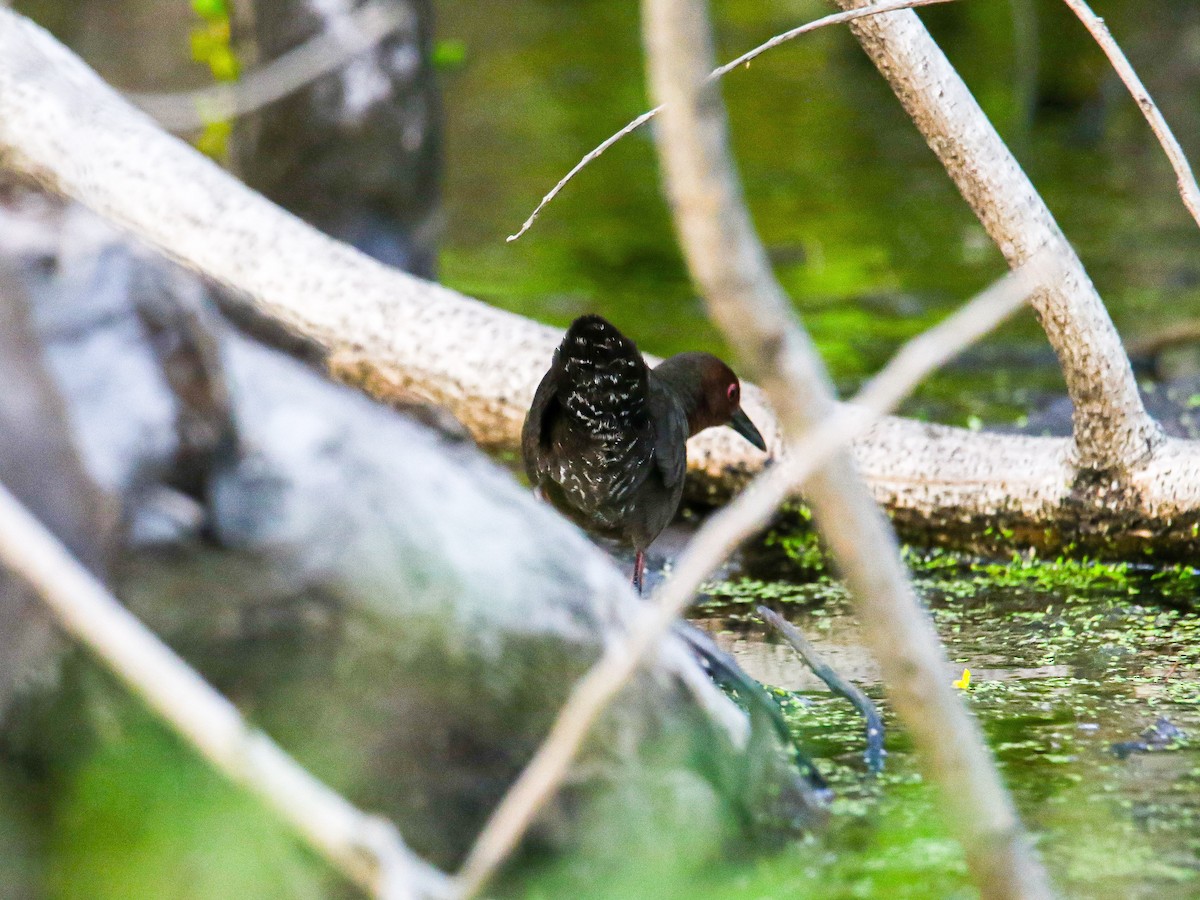 ברודית חומת-חזה - ML647008610