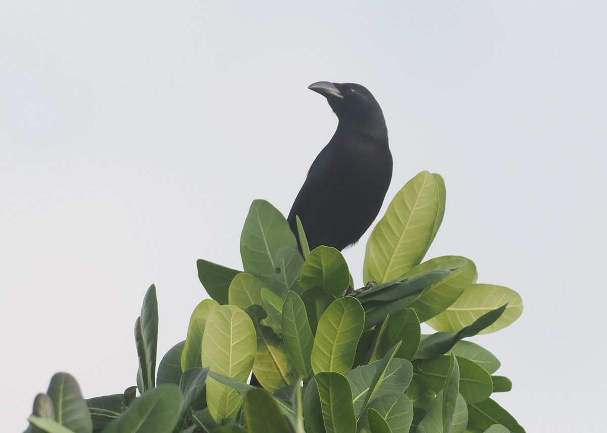 Piapiac - ML647008615