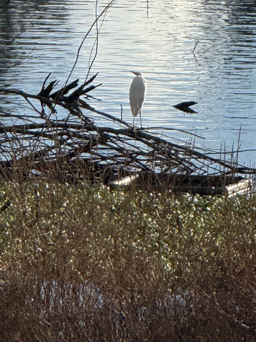 Great Egret - ML647008616