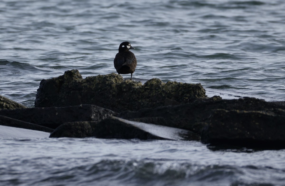 Ahate arlekina - ML647008618