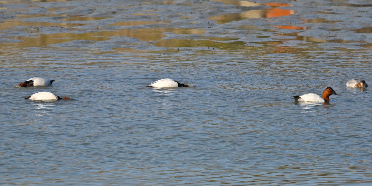 Murgilari bizkarzuria - ML647008619