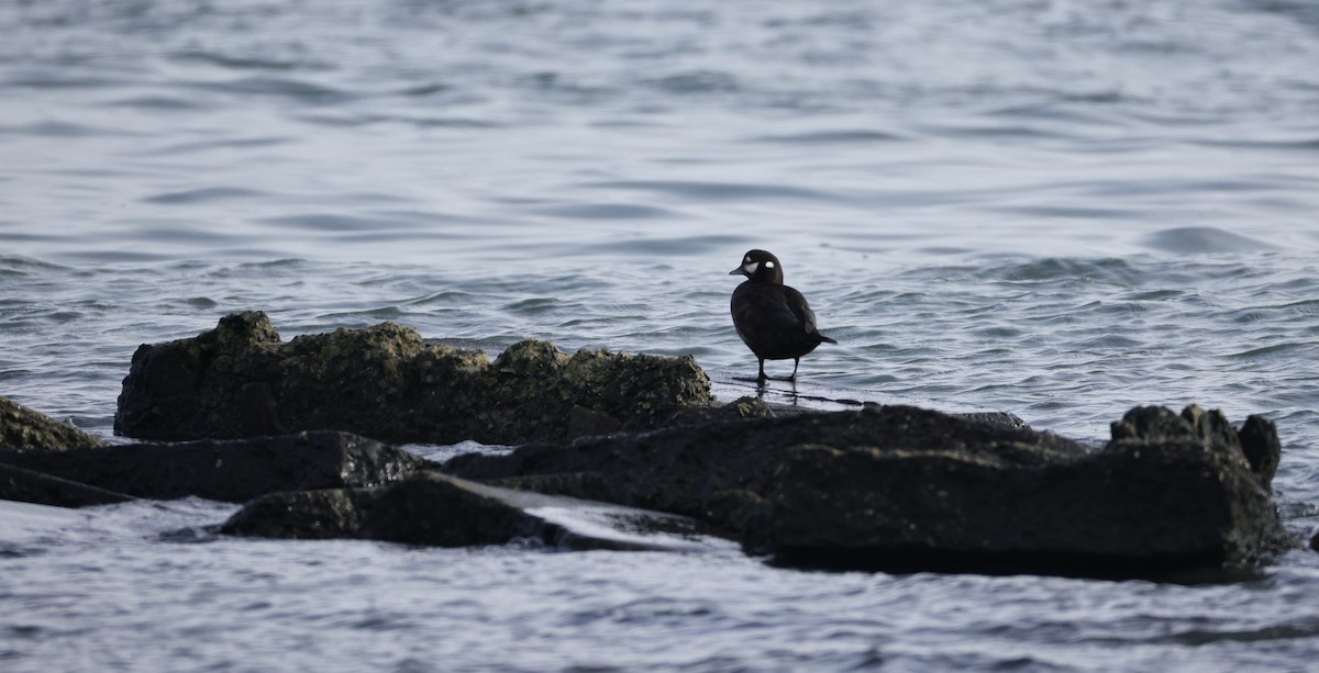 Ahate arlekina - ML647008620