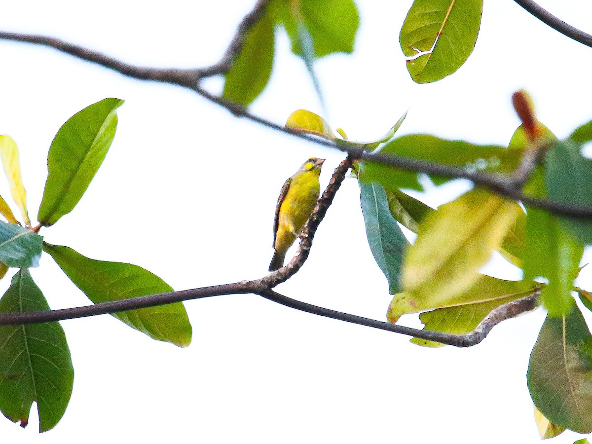 Yellow-fronted Canary - ML647008623