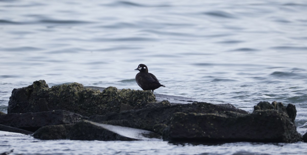 Ahate arlekina - ML647008625