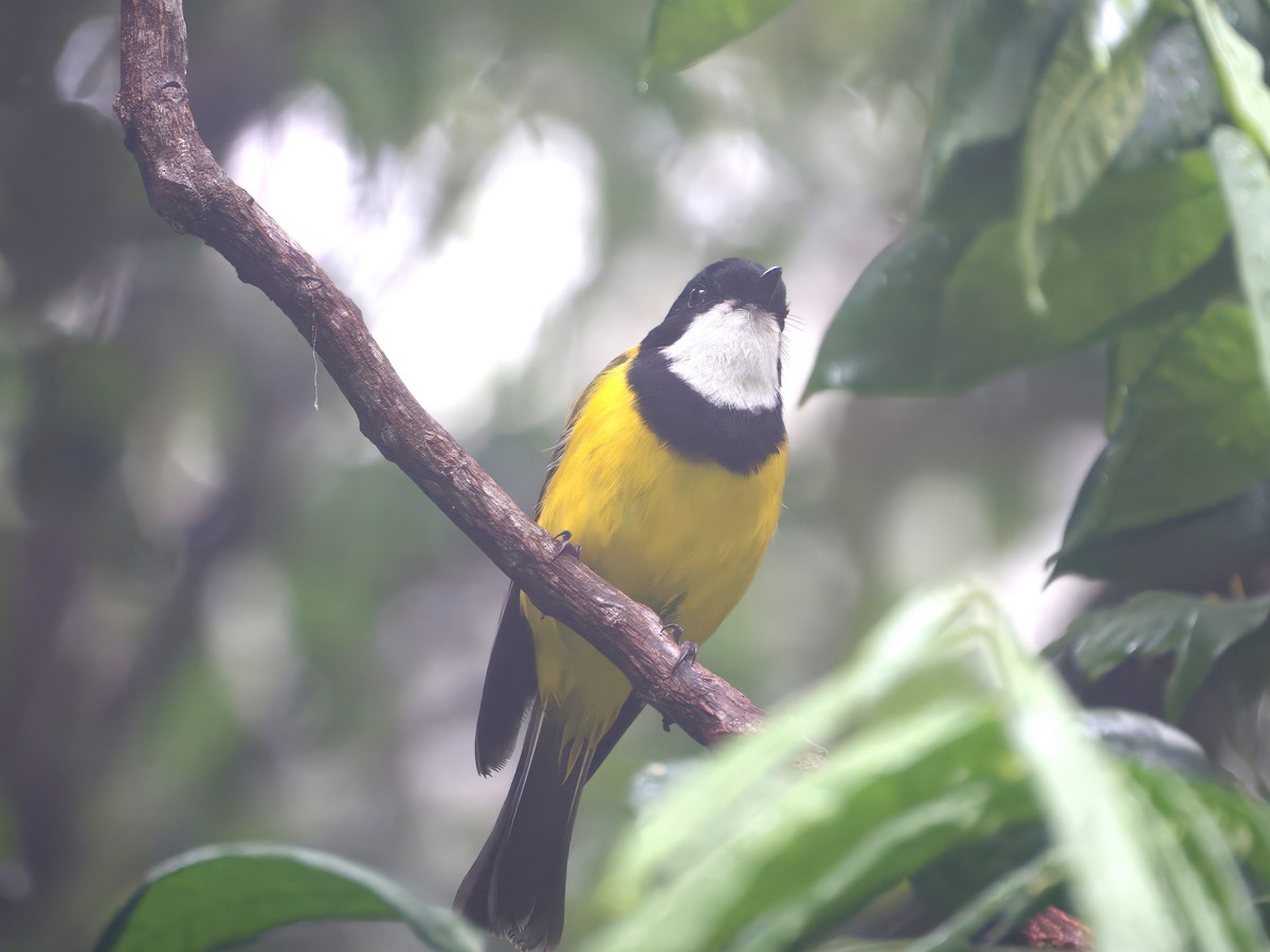 Golden Whistler (Eastern) - ML647008626