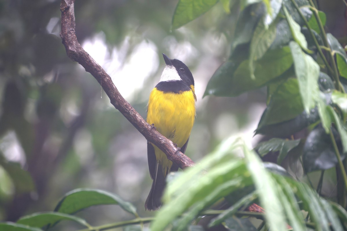 Golden Whistler (Eastern) - ML647008627