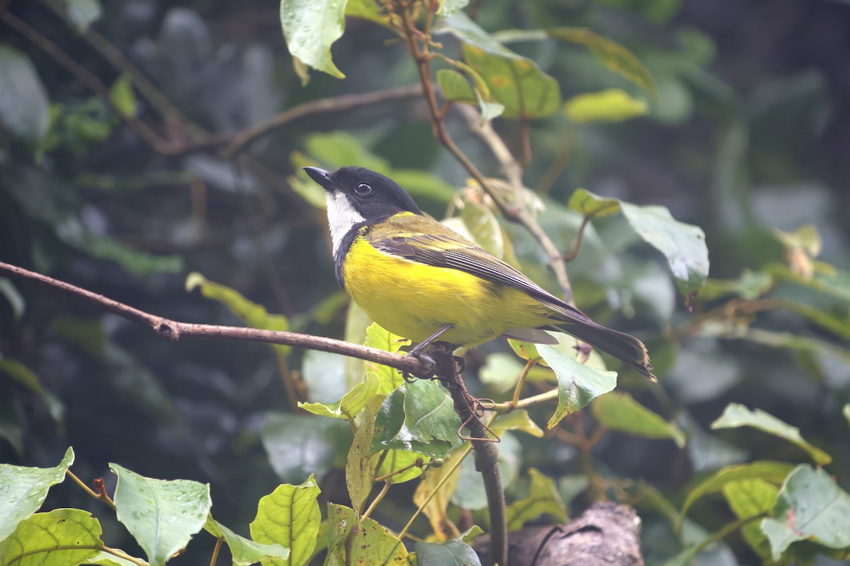 Golden Whistler (Eastern) - ML647008628