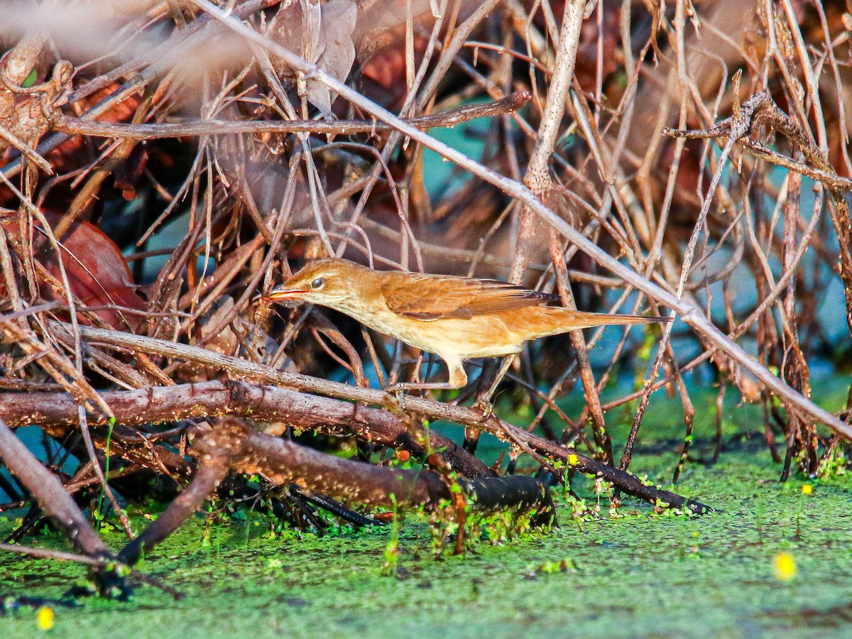 קנית מזרחית - ML647008629