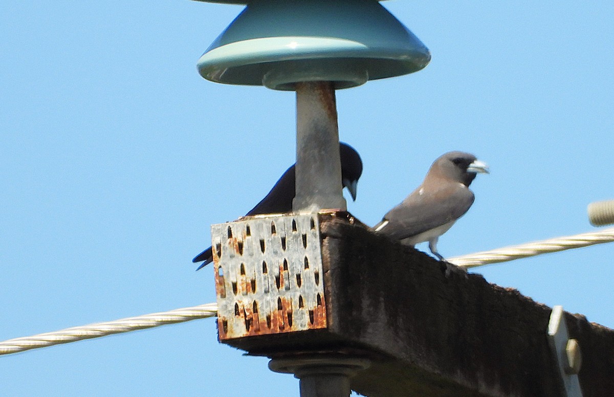 Artamo Ventriblanco - ML647008630