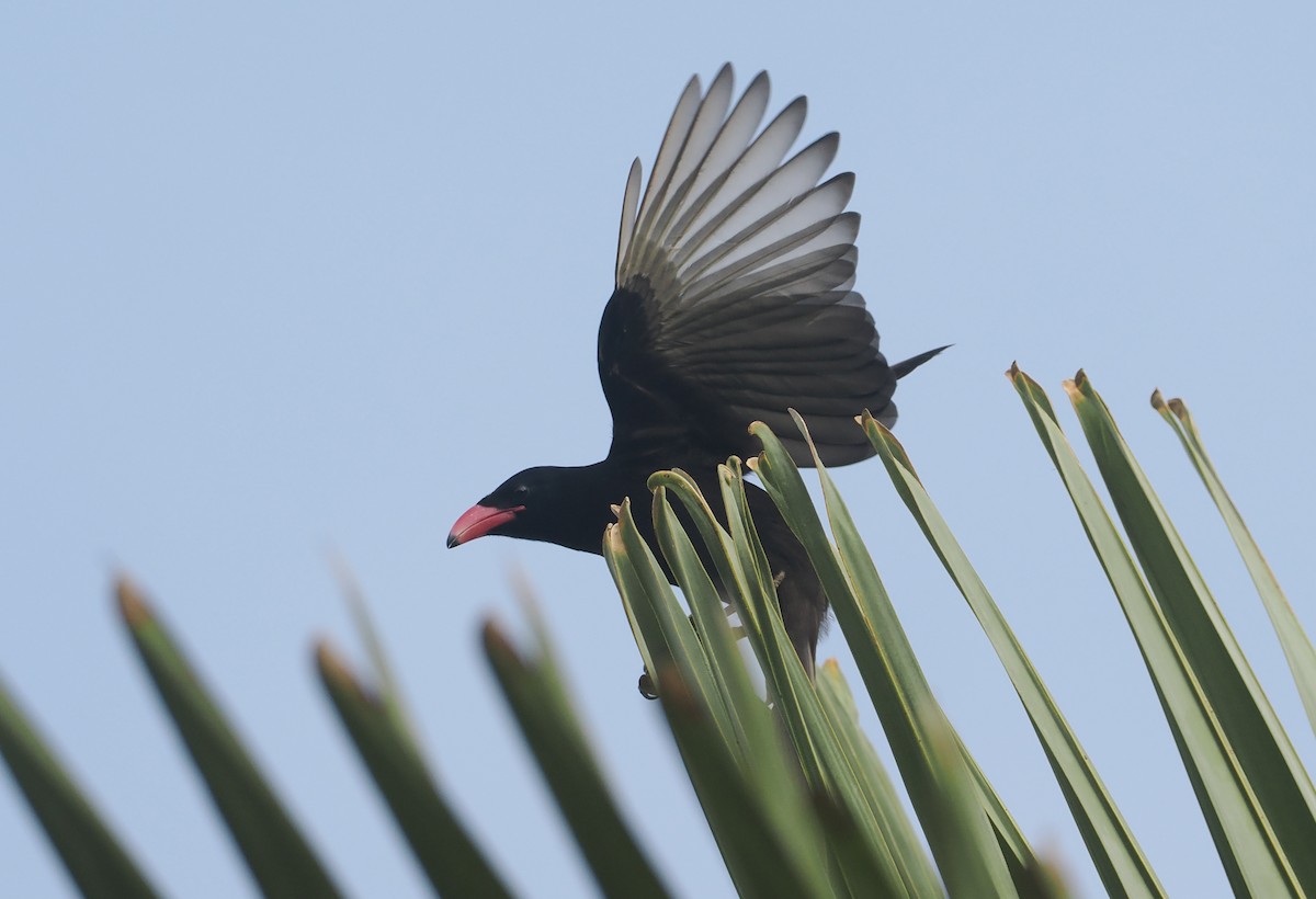 Piapiac - ML647008633