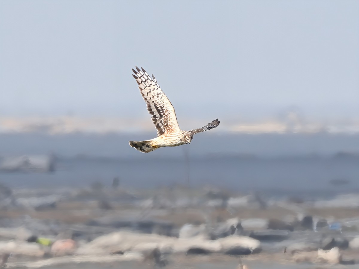 Лунь польовий - ML647008638