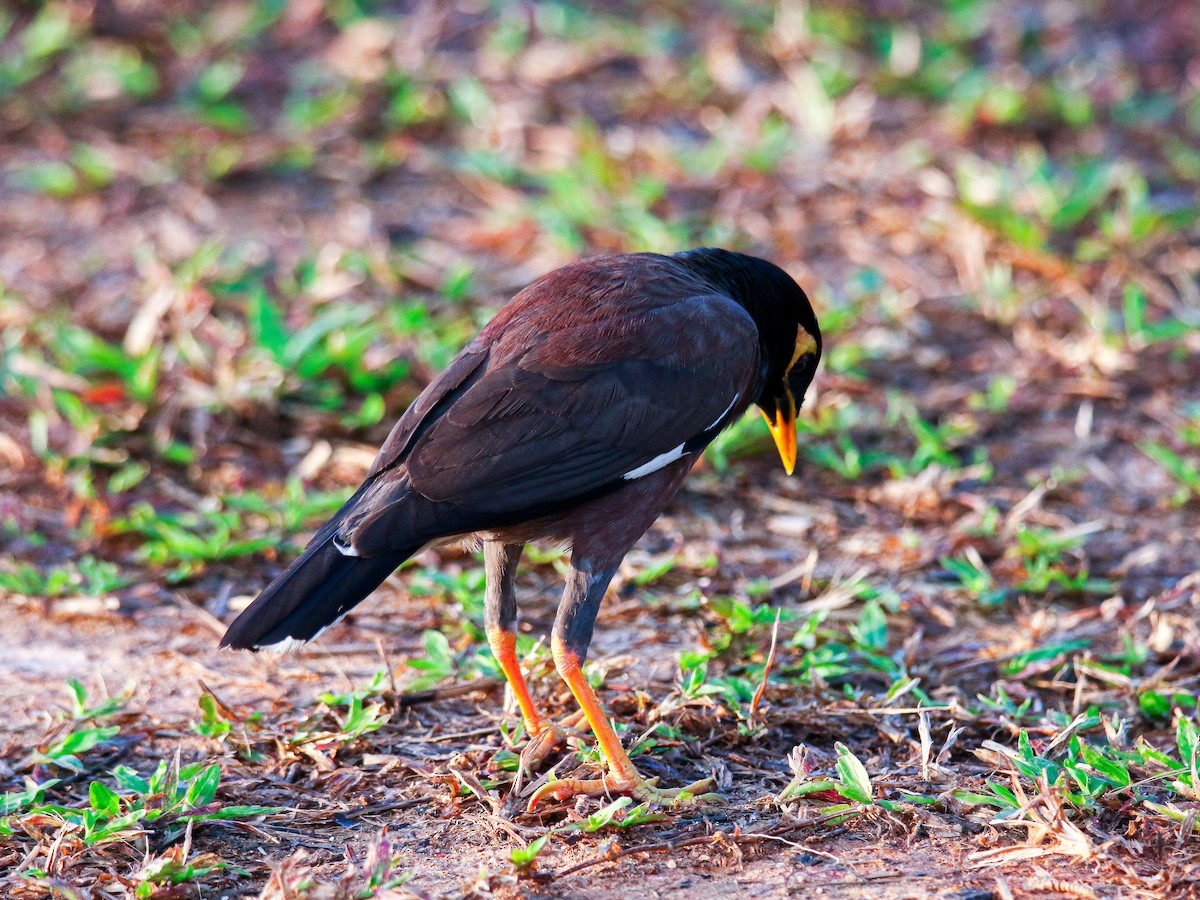 מיינה מצויה - ML647008639