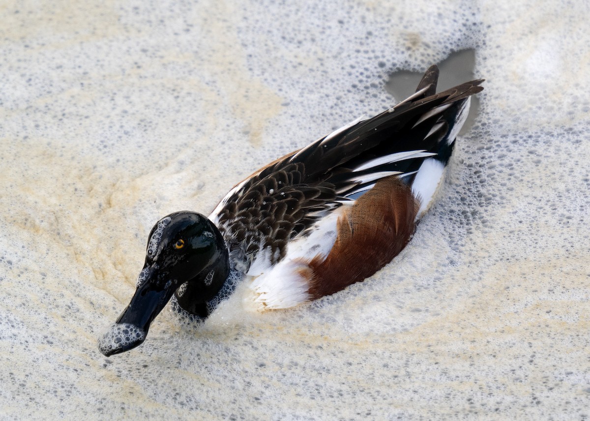 Cuchara Común - ML647008644