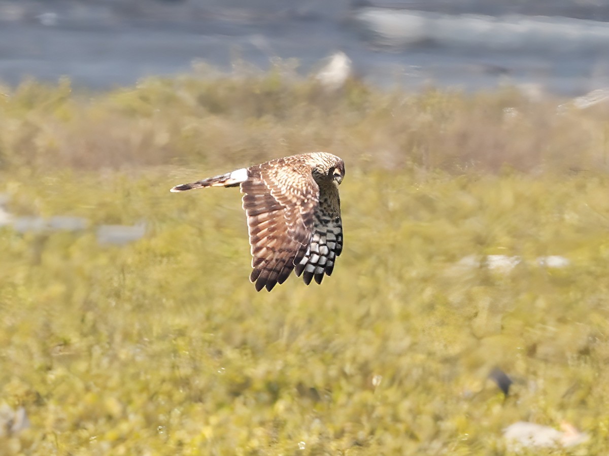 Лунь польовий - ML647008645