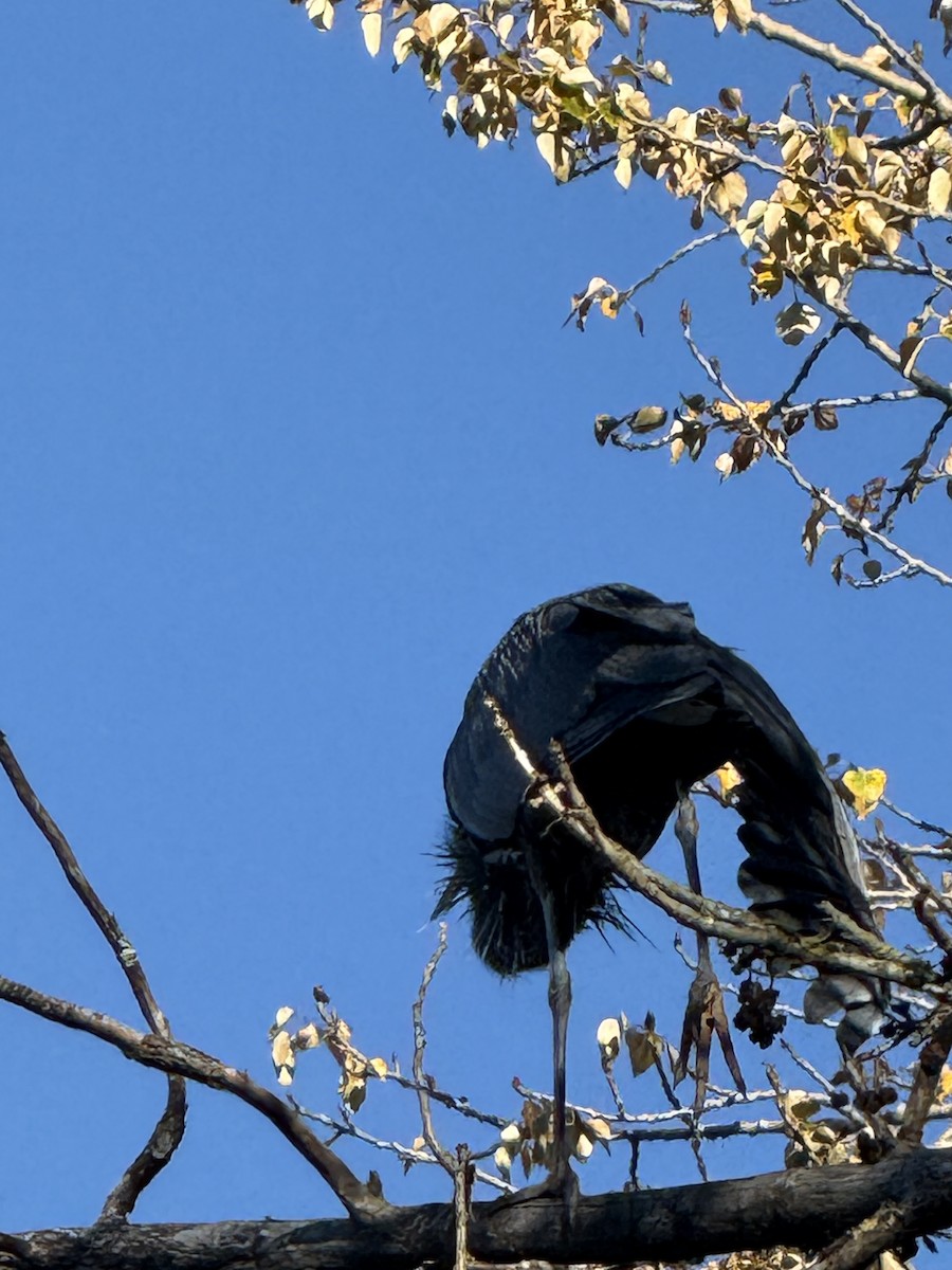 Garza Azulada - ML647008646