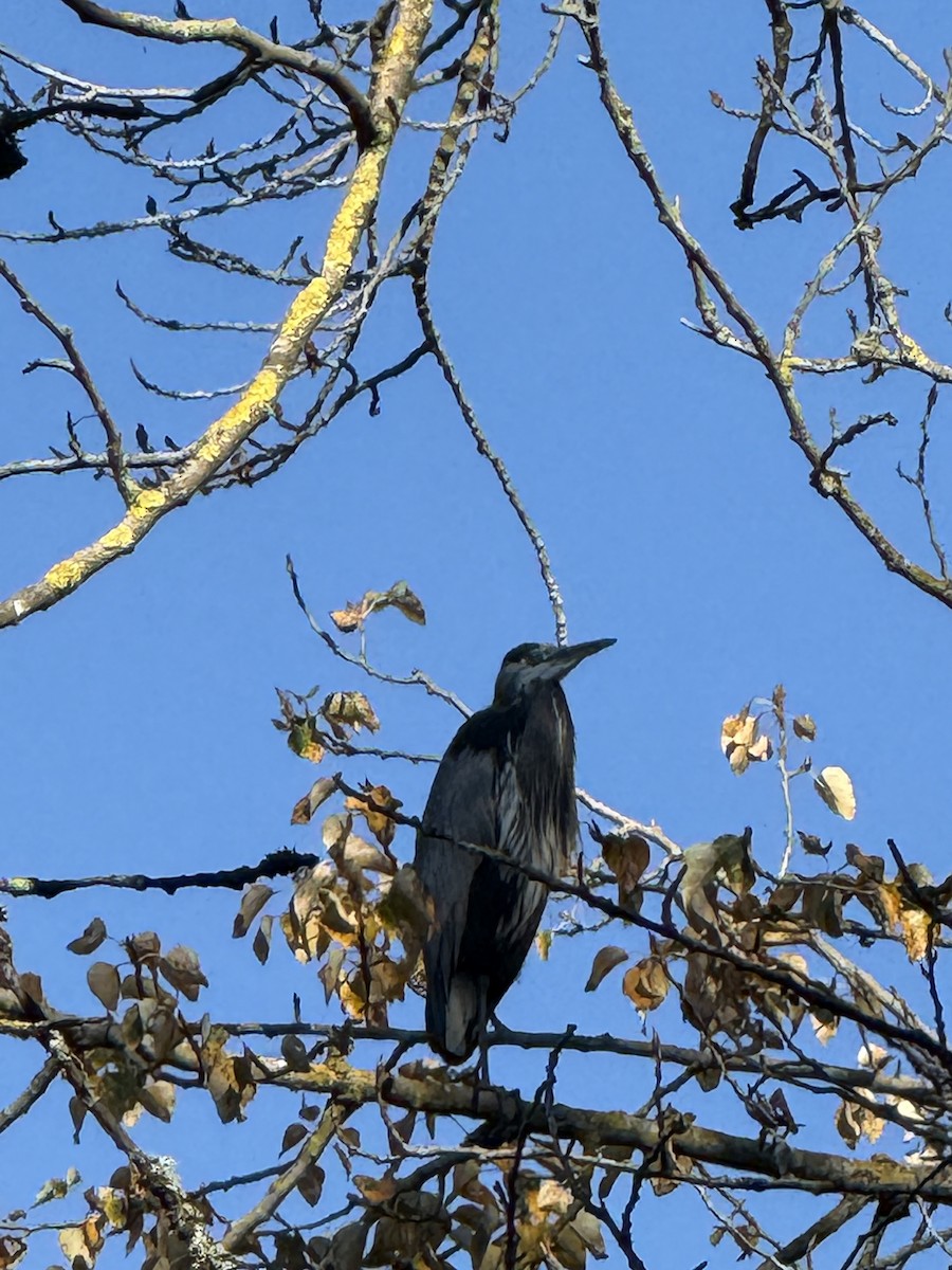 Garza Azulada - ML647008647