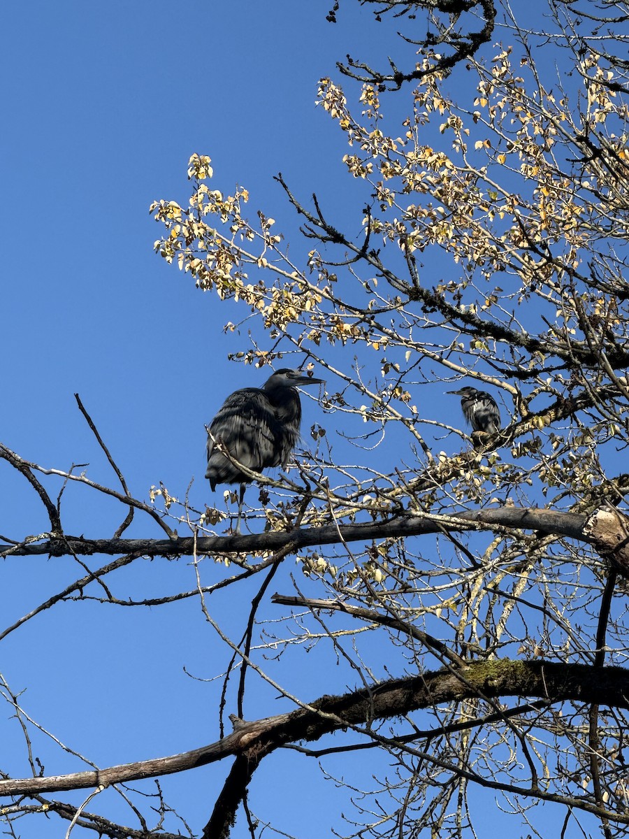 Garza Azulada - ML647008648