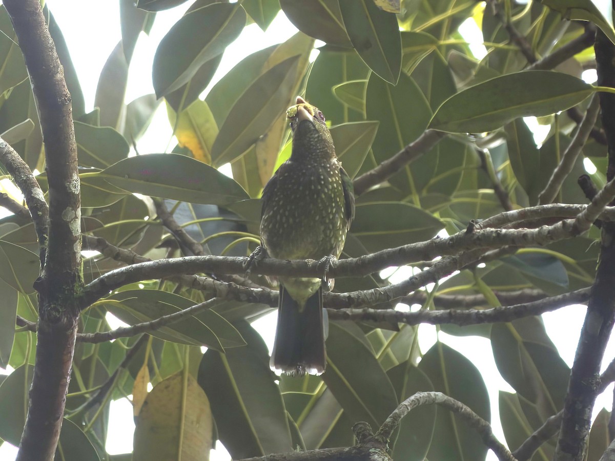 Maullador Verde - ML647008649