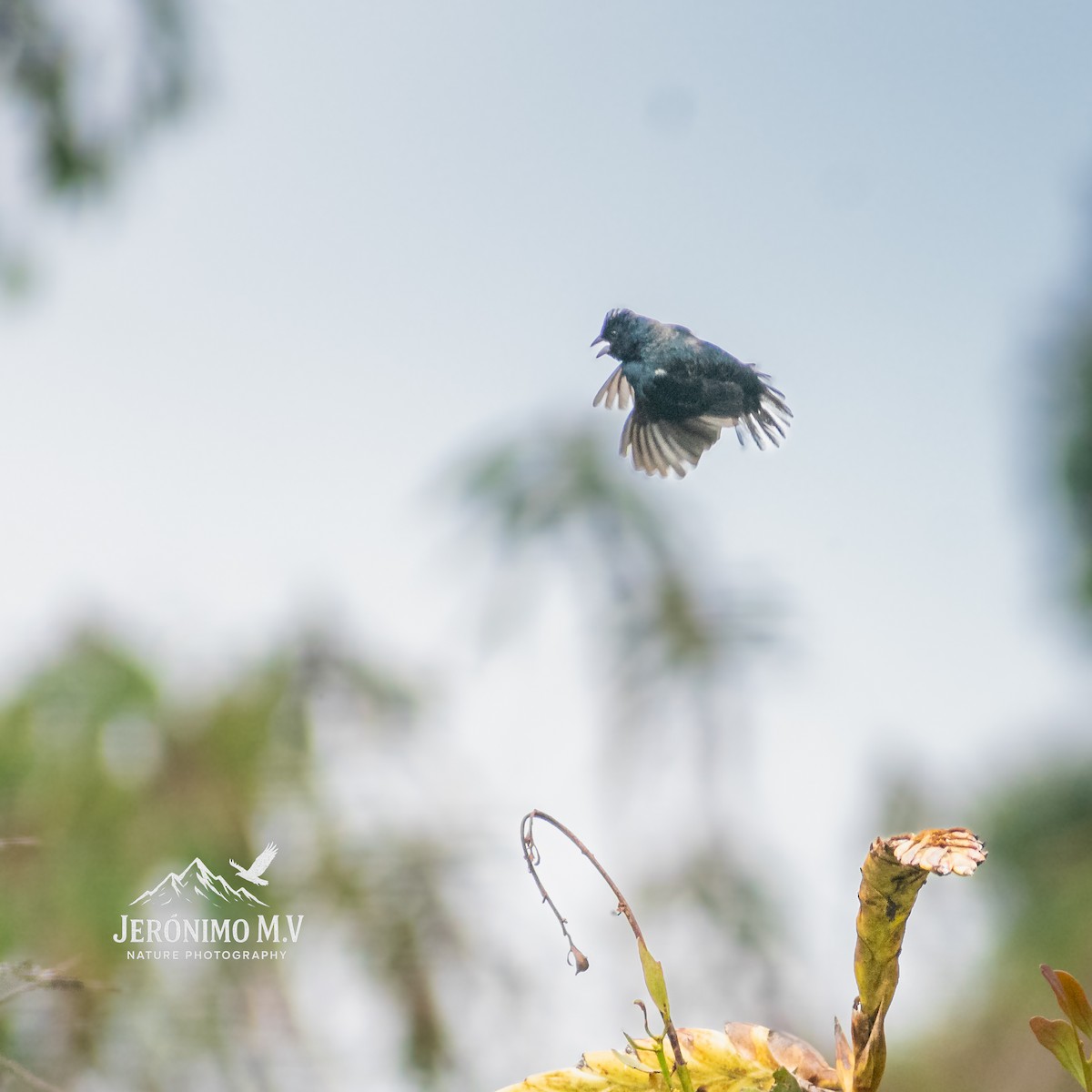 Semillero Volatinero - ML647008651