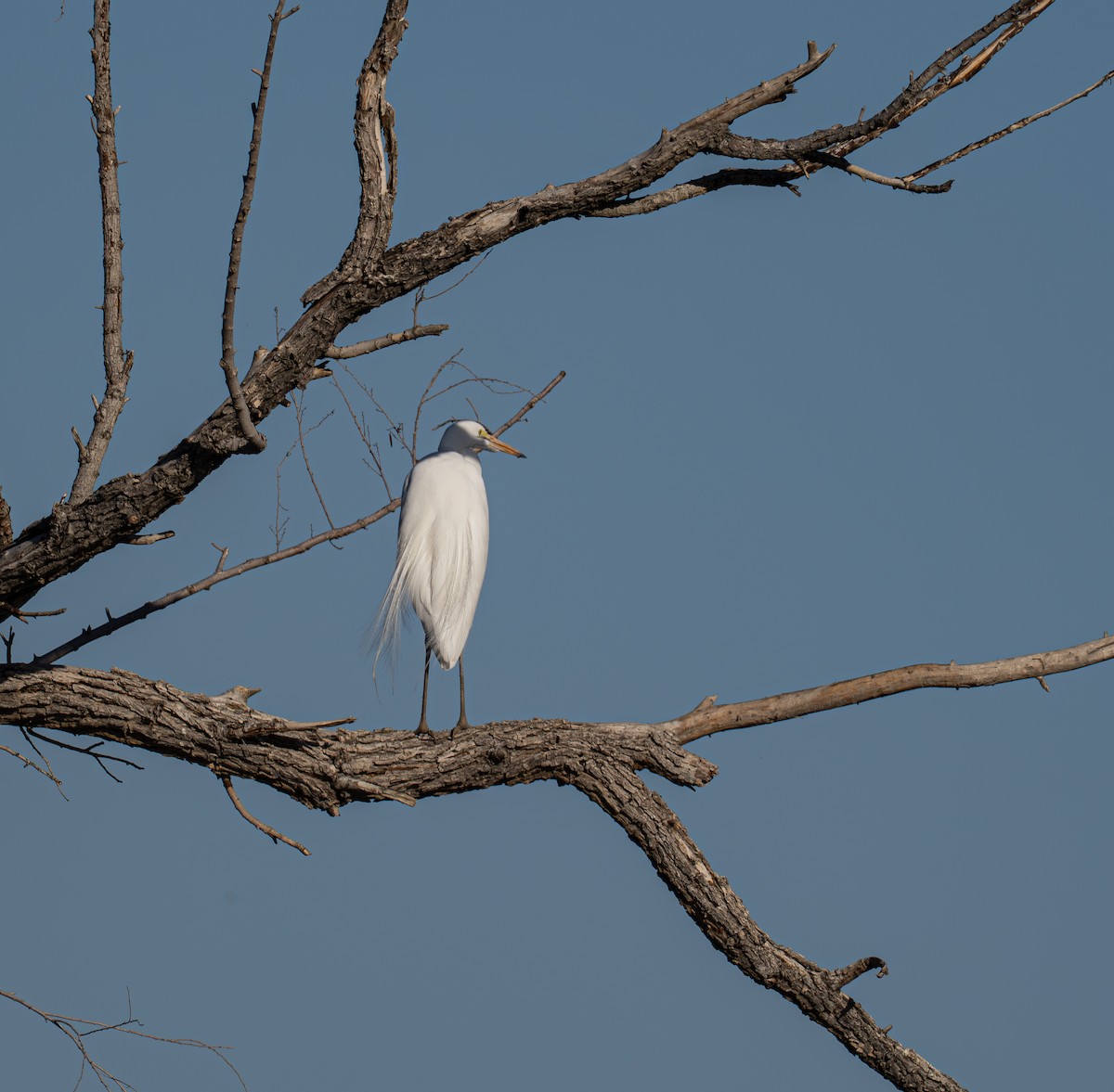 Snowy Egret - ML647008653