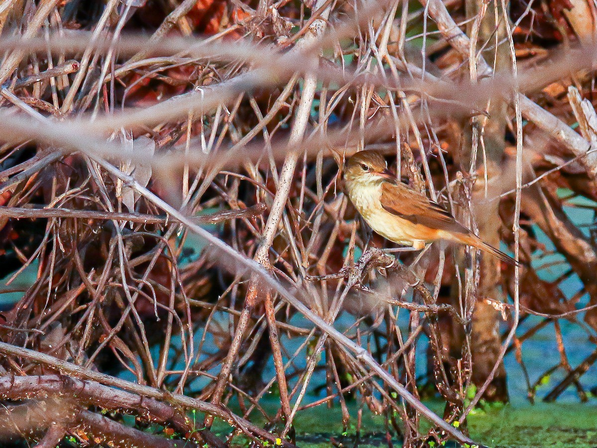 קנית מזרחית - ML647008654