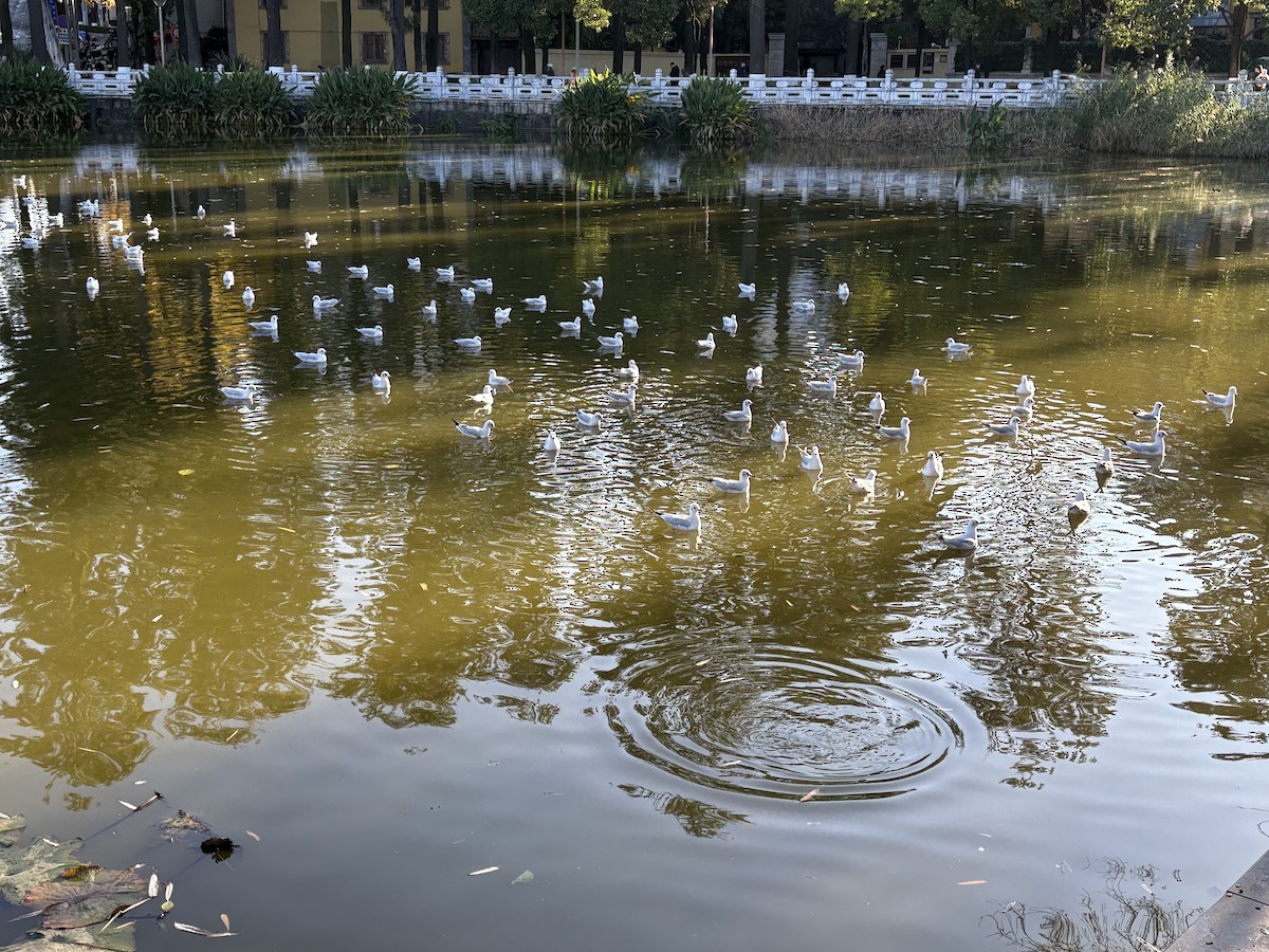 Gaviota Reidora - ML647008655