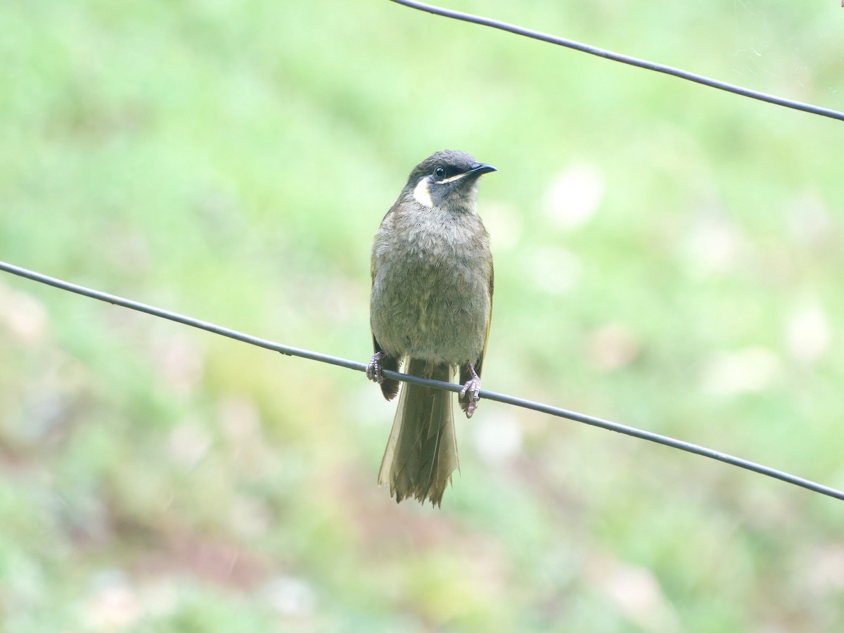 Mielero de Lewin - ML647008664