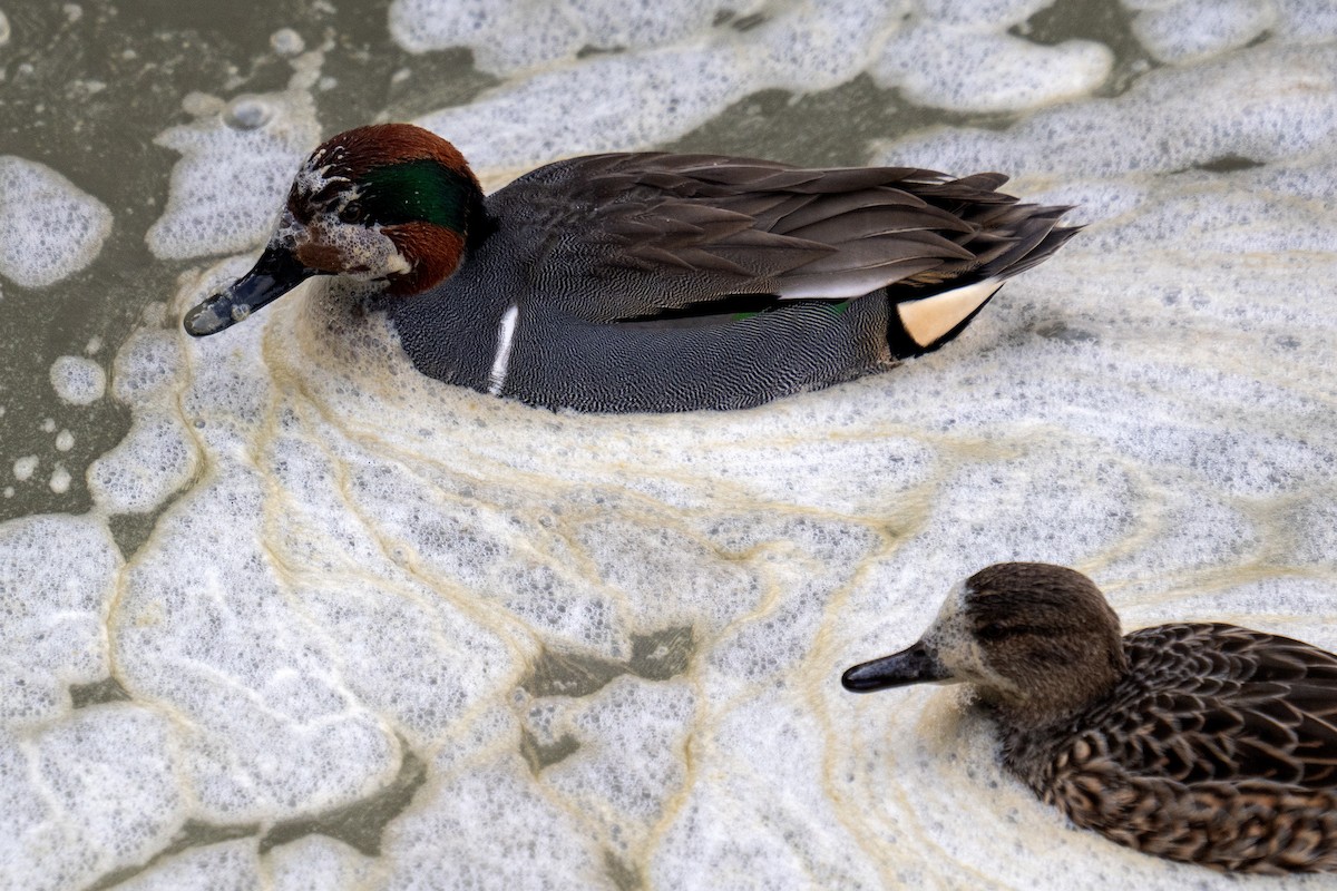 Cerceta Común - ML647008665