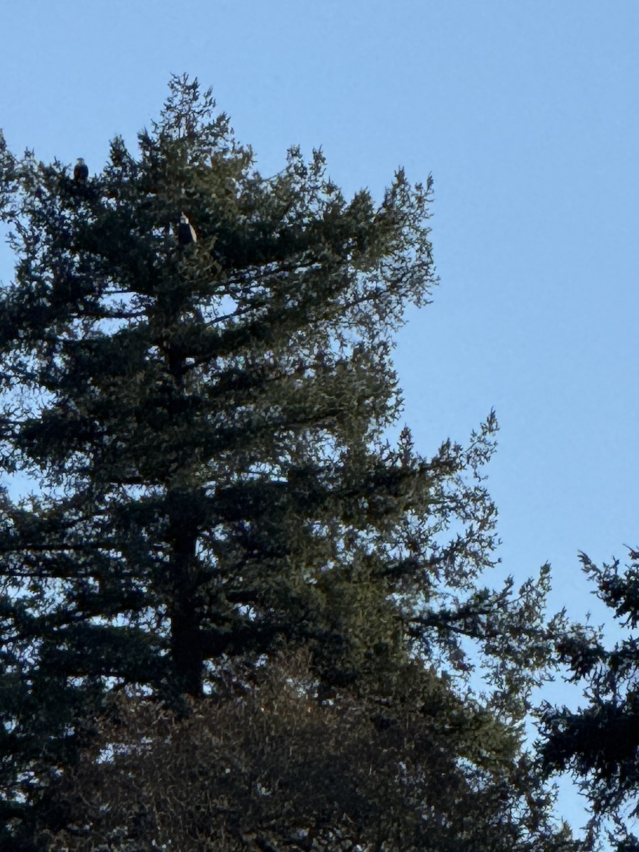 Pigargo Americano - ML647008670