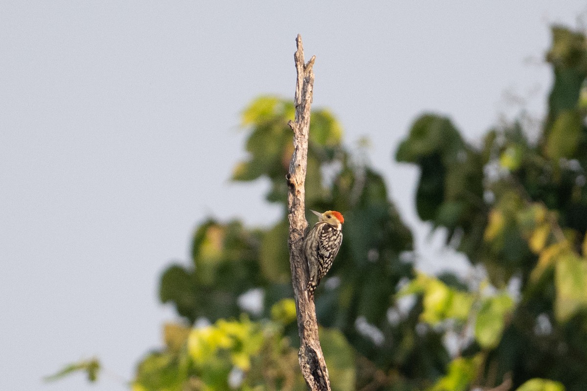 Pico Mahratta - ML647008671