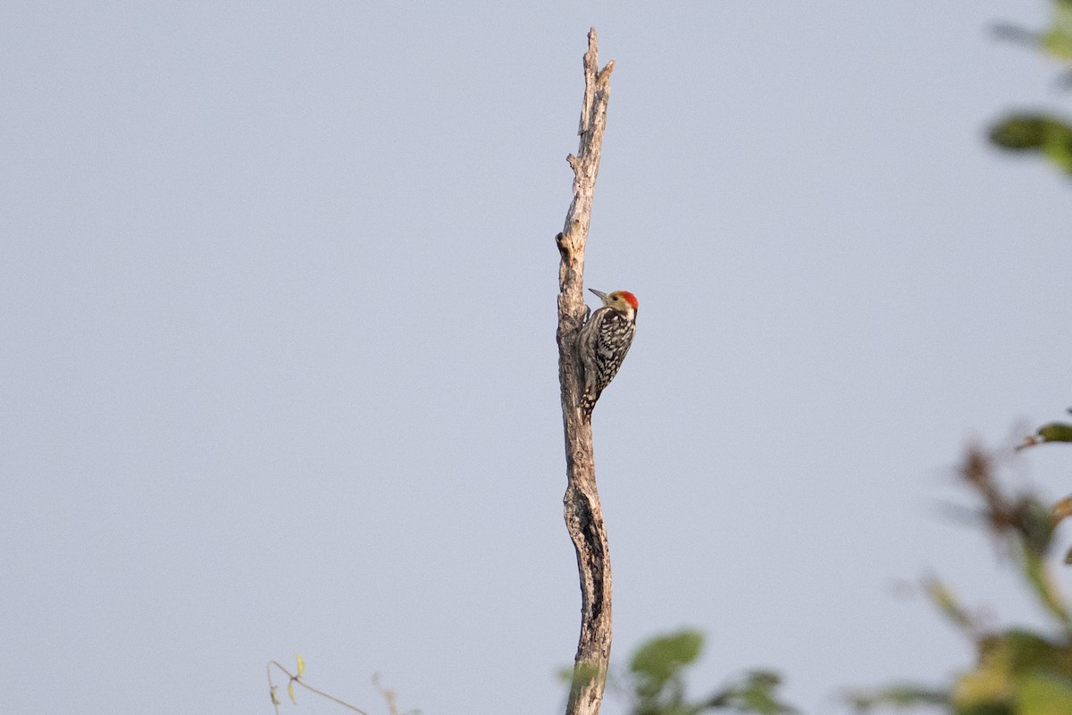 Pico Mahratta - ML647008672